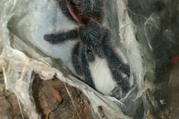 Vogelspinnen kaufen und verkaufen Foto: Avicularia variegata and other