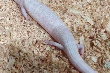 Lizards kaufen und verkaufen Photo: ready stock Tiliqua      