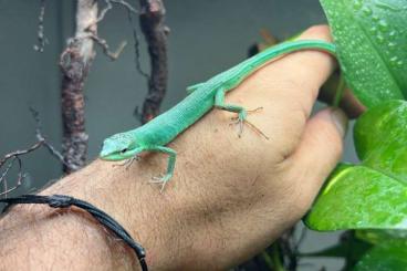 Lizards kaufen und verkaufen Photo: Looking for Takydromus dorsalis