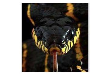 Snakes kaufen und verkaufen Photo: Elaphe Schrenckii high yellow pair