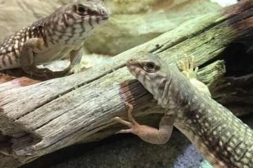 Lizards kaufen und verkaufen Photo: Suche Dipsosaurus dorsalis Lizards kaufen und verkaufen Photo: Suche Dipsosaurus dorsalis