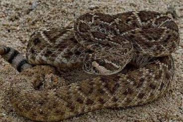 Giftschlangen kaufen und verkaufen Foto: Looking for adult and juvenile Crotalus 