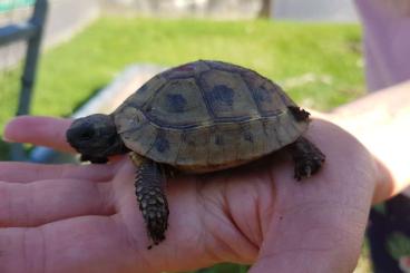 Landschildkröten kaufen und verkaufen Foto: 3 Jährige Griechische Landschildkröten THB abzugeben 