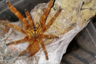 - bird spiders kaufen und verkaufen Photo: Pterinochilus murinus rcf  and P.irminia 150 pieces bulk