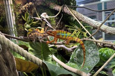 Chamäleons kaufen und verkaufen Foto: 4.0 Pantherchamäleon Furcifer pardalis ENZ