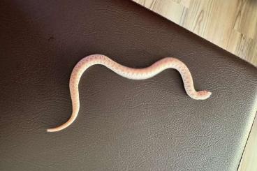 Schlangen kaufen und verkaufen Foto: Heterodon nasicus Superartic Albino 66%Acanthic