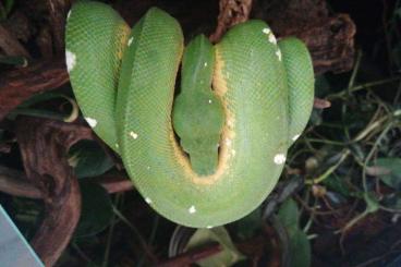 Schlangen kaufen und verkaufen Foto: Morelia viridis sorong 1.0