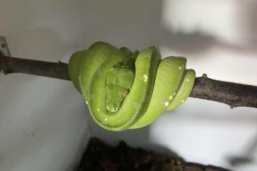 Pythons kaufen und verkaufen Foto: Morelia viridis Biak 1.0 for Hamm