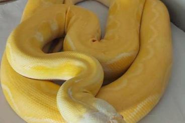 Schlangen kaufen und verkaufen Foto: Adult and subadult male reticulated pyhon netzpython