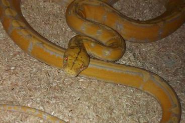 Snakes kaufen und verkaufen Photo: Netzpython reticulated pythons cb20