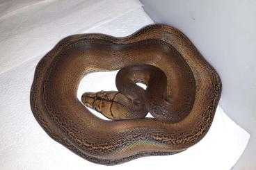 Schlangen kaufen und verkaufen Foto: cb20 reticulated pythons netzpython