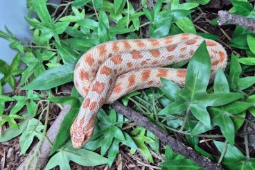 Snakes kaufen und verkaufen Photo: Heterodon nasicus - Westliche Hakennasennatter