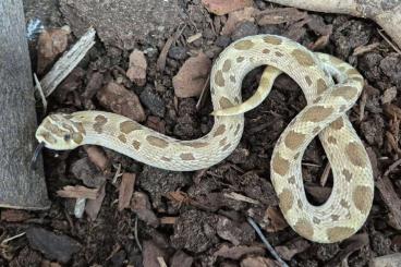 Snakes kaufen und verkaufen Photo: Heterodon nasicus - Westliche Hakennasennatter