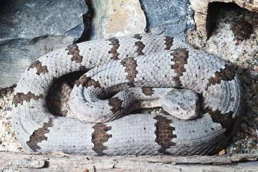 Snakes kaufen und verkaufen Photo: Crotalus lepidus klauberi - Felsen-Klapperschlange