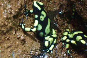 Poison dart frogs kaufen und verkaufen Photo: Dendrobates auratus capurgana