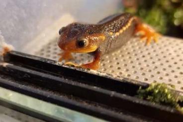 Molche kaufen und verkaufen Foto: Tylototriton verrucosus ENZ24
