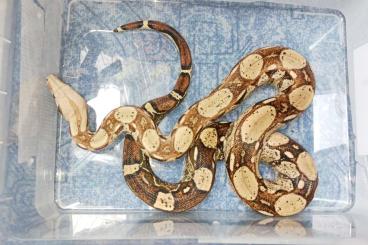 Schlangen kaufen und verkaufen Foto: Boa constrictor imperator 1.0 adult