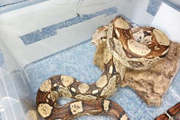 Schlangen kaufen und verkaufen Foto: Boa constrictor imperator 1.0 adult Schlangen kaufen und verkaufen Foto: Boa constrictor imperator 1.0 adult
