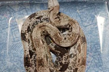 Schlangen kaufen und verkaufen Foto: 0.1 Boa Constrictor Imperator 