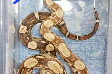 Boas kaufen und verkaufen Photo: 1.1 Boa Constrictor Imperator Adult Boas kaufen und verkaufen Photo: 1.1 Boa Constrictor Imperator Adult