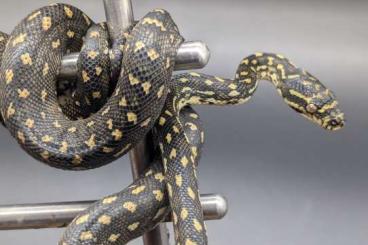 Pythons kaufen und verkaufen Photo: Morelia spilota spilota - Diamantpython 