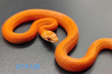 Colubrids kaufen und verkaufen Photo: Kornnatter Hypo bloodred striped pied sided 