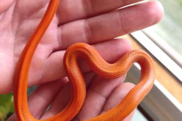 Nattern ungiftige  kaufen und verkaufen Foto: Kornnatter Hypo bloodred pied sided 