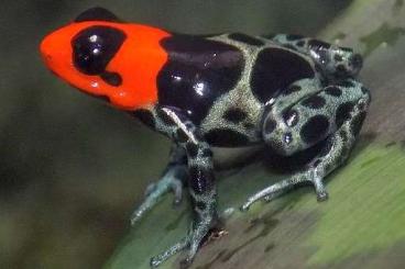 Poison dart frogs kaufen und verkaufen Photo: Ranitomeya Benedikta 0.0.x