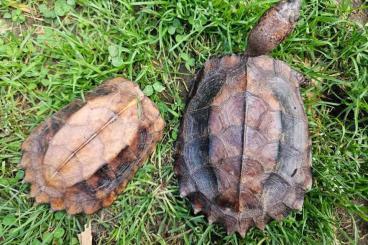 Schildkröten  kaufen und verkaufen Foto: 1.1 Cuora /Pixydea mouhotii 