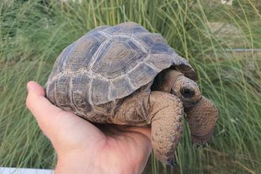 Schildkröten  kaufen und verkaufen Foto: Aldabrachelys gigantea                                                