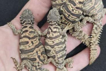 Lizards kaufen und verkaufen Photo: Uromastyx Transport to Terraristika Hamm, TerraPlaza Budapest, Lizards kaufen und verkaufen Photo: Uromastyx Transport to Terraristika Hamm, TerraPlaza Budapest,