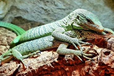 Lizards kaufen und verkaufen Photo: Monitor lizards for sale. delivery Terrarisztika Hamm, Ziva Exotica, T