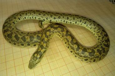 Snakes kaufen und verkaufen Photo: Boa des sables miliaire, de tartarie et rugeux