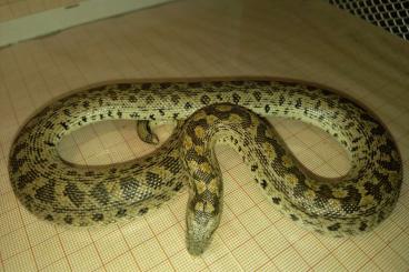 Schlangen kaufen und verkaufen Foto: Eryx tataricus,Boa des sables de Tatarie