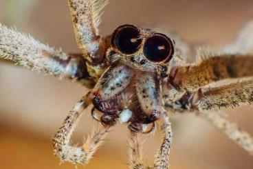 echte Webspinnen kaufen und verkaufen Foto: Looking for jumping spiders