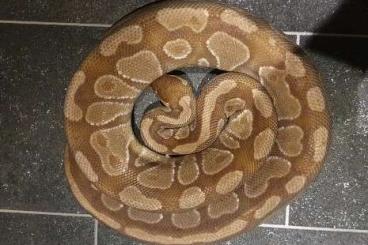 Königspythons kaufen und verkaufen Foto: 0,1 Caramel Albino ( Ready to breed )