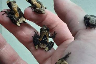 Frösche  kaufen und verkaufen Foto: Frog offer Spring 2021 - all own captive bred youngs