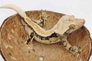 Geckos kaufen und verkaufen Foto: Correlophus ciliatus / Kronengecko