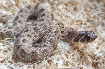 Schlangen kaufen und verkaufen Foto: Heterodon nasicus / hognose snakes 