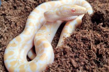 Snakes kaufen und verkaufen Photo: 1.0 Epicrates maurus t-albino regenbogenboa
