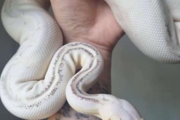 Pythons kaufen und verkaufen Photo: 0.1 highway cinnamon pastel het clown königspython Pythons kaufen und verkaufen Photo: 0.1 highway cinnamon pastel het clown königspython