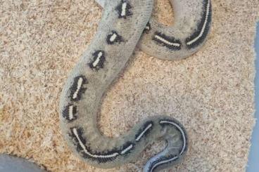 Snakes kaufen und verkaufen Photo: Adult python regius königspython zuchttiere Snakes kaufen und verkaufen Photo: Adult python regius königspython zuchttiere
