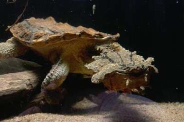 Sumpfschildkröten kaufen und verkaufen Foto: 1.0 Mata-Mata Chelus fimbriata Sumpfschildkröten kaufen und verkaufen Foto: 1.0 Mata-Mata Chelus fimbriata
