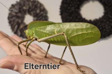 Insekten kaufen und verkaufen Foto: Siliquofera grandis Nymphen Insekten kaufen und verkaufen Foto: Siliquofera grandis Nymphen