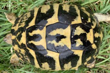 Schildkröten  kaufen und verkaufen Foto: Group 0.5 Testudo Hermanni hermanni 
