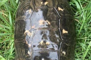 Sumpfschildkröten kaufen und verkaufen Foto: Testudo marginata sarda female 