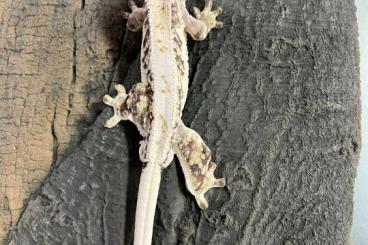 Geckos kaufen und verkaufen Foto: lilly white 1.0 correlophus cilliatus
