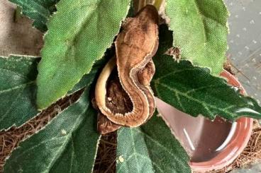 Geckos kaufen und verkaufen Foto: Kronengecko NZ 05/2025 Correlophus ciliatus Geckos kaufen und verkaufen Foto: Kronengecko NZ 05/2025 Correlophus ciliatus