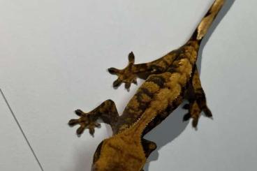 Geckos kaufen und verkaufen Foto: Kronengecko Correlophus ciliatus-Harlekin 