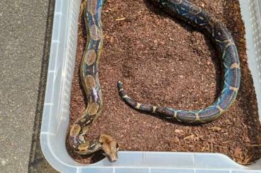 Schlangen kaufen und verkaufen Foto: 1.1 Boa constrictor imperator (Belize)